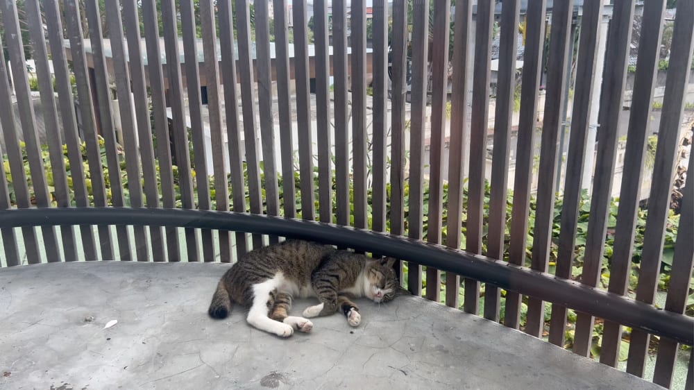우리 동네 고양이