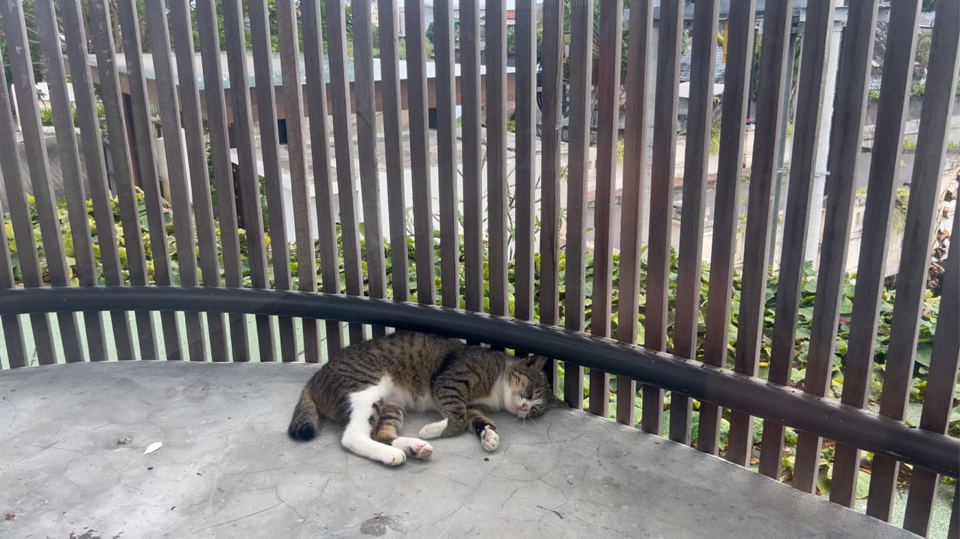 우리 동네 고양이 1