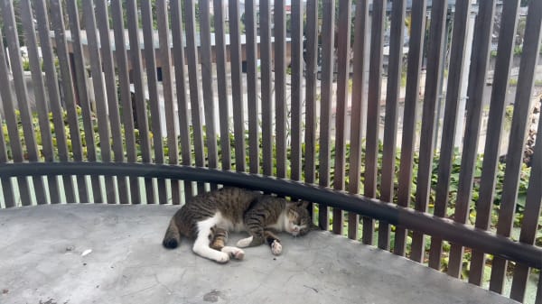 우리 동네 고양이 1