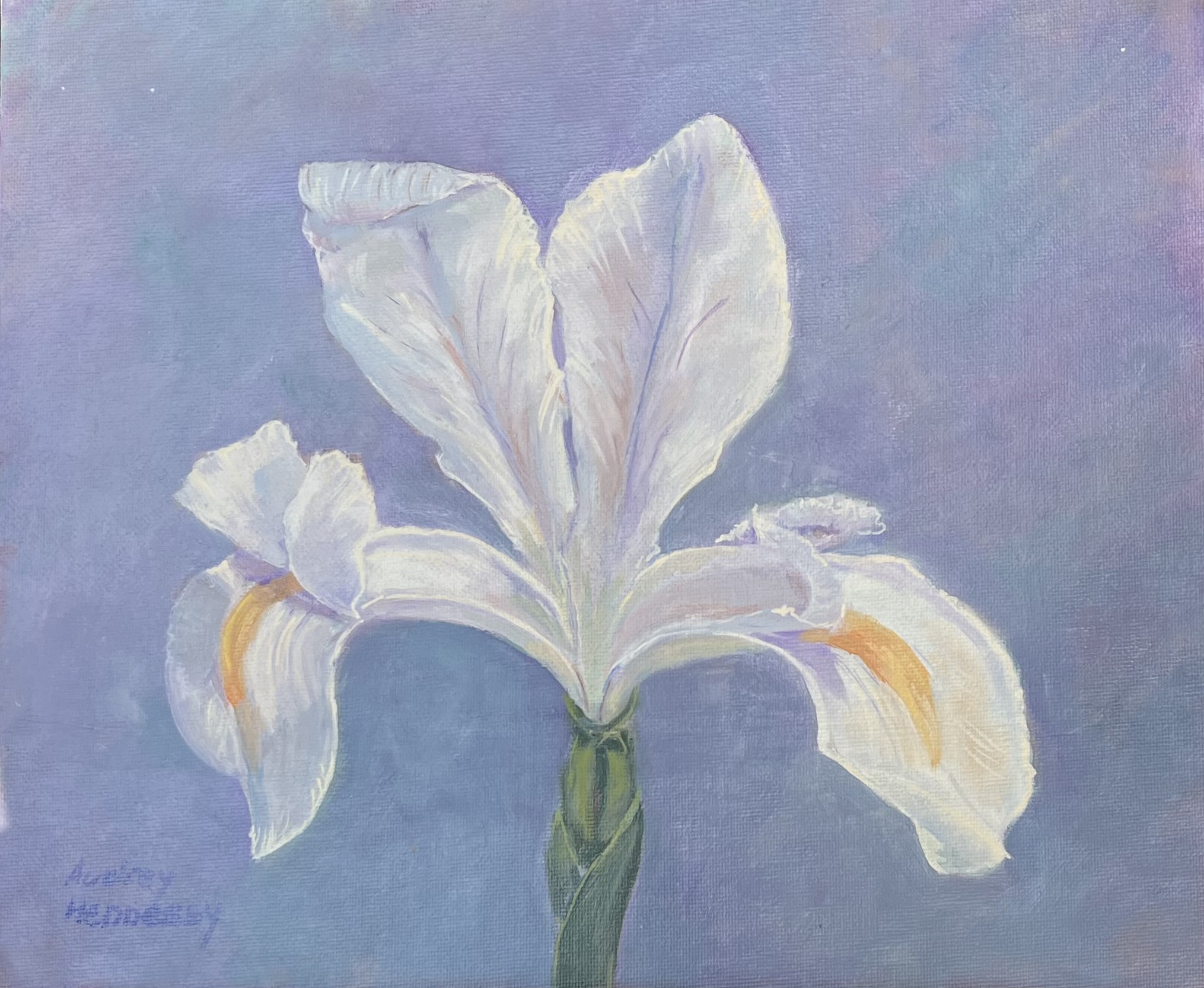 Wild Iris
