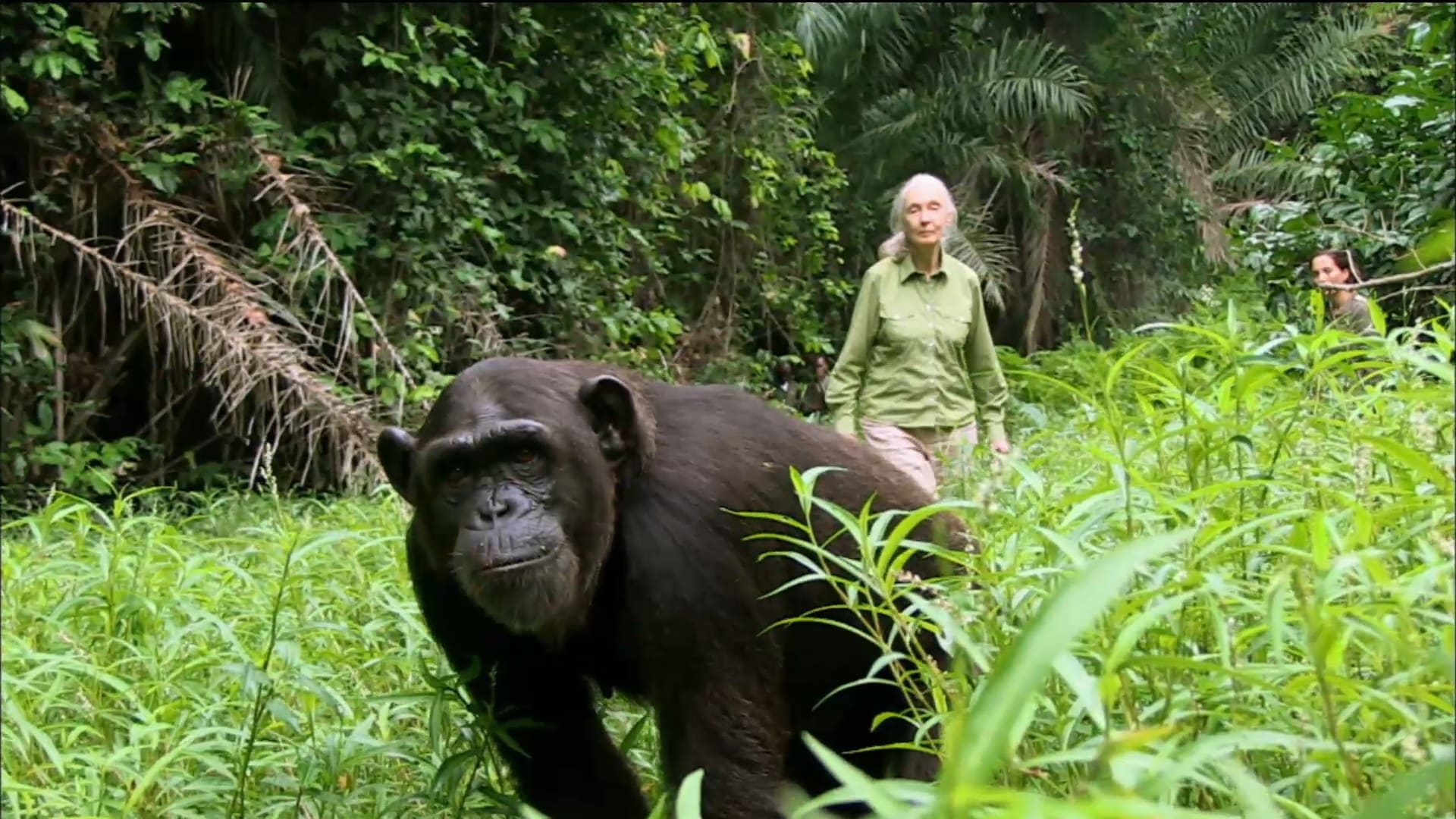 Studying Animal Behavior