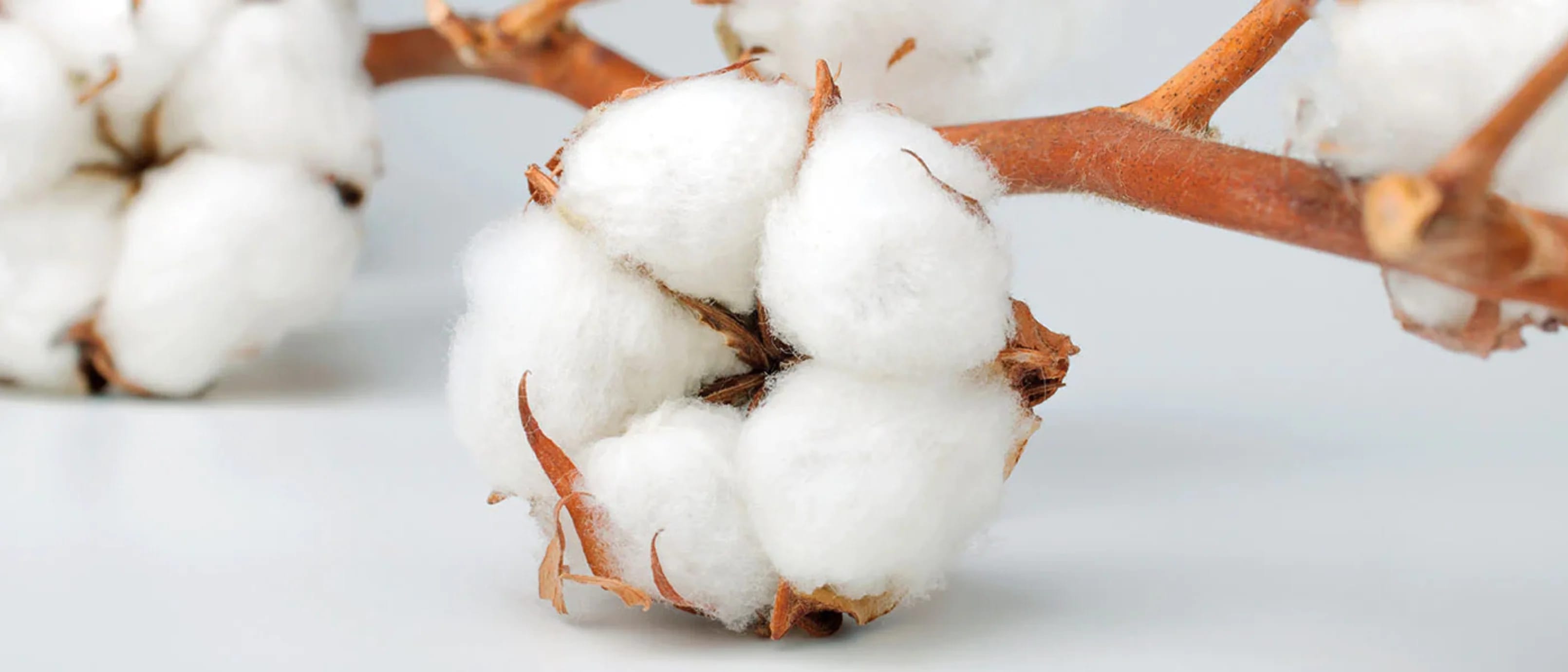 Organic Cotton