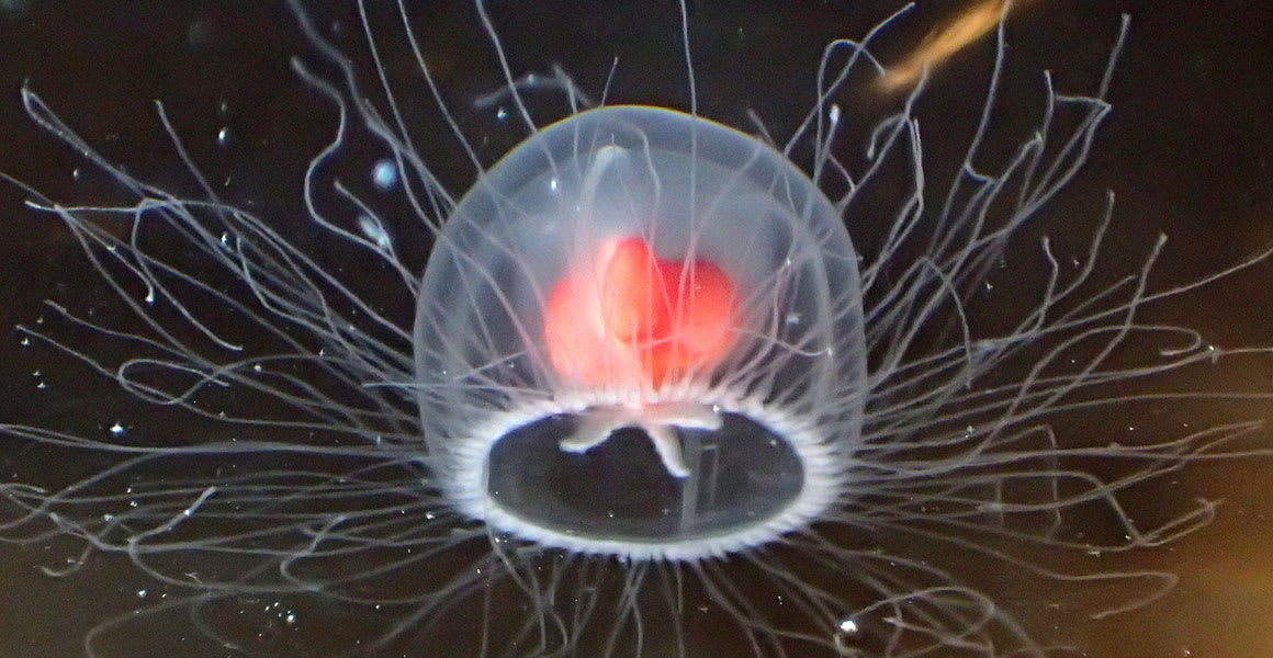 There’s a Jellyfish That Can Live Forever