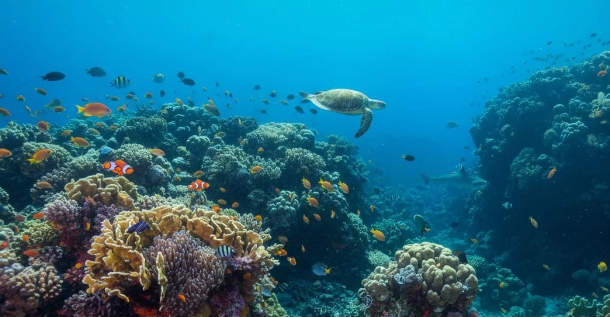 Oceans Are Home to 80% of Life on Earth
