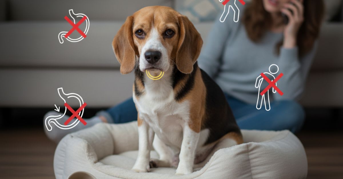 Symptoms of Onion Poisoning in Dogs