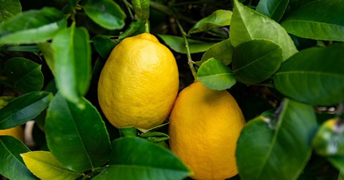 The Origin Story of the Meyer Lemon Tree