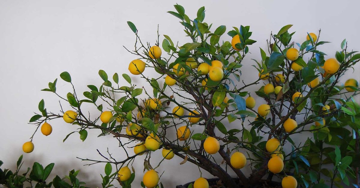 Meyer Lemon Tree Is a Crossbreed Wonder