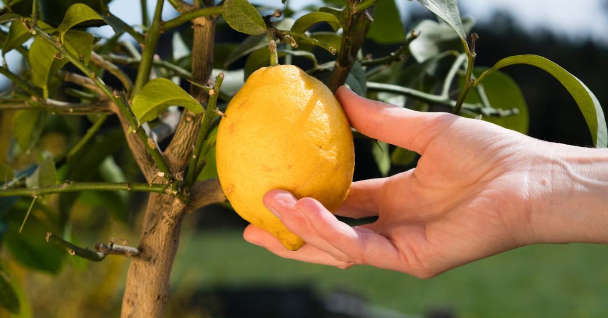 Meyer Lemon Tree Produces Year-Round Fruit