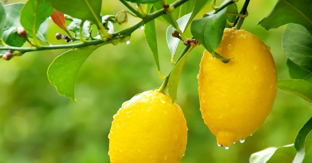 Meyer Lemon Tree Has Health Benefits Too