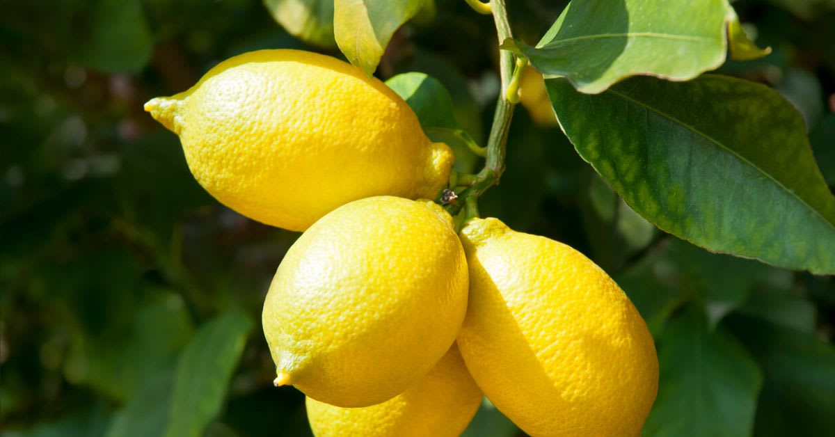 Meyer Lemon Tree Loves Sunlight
