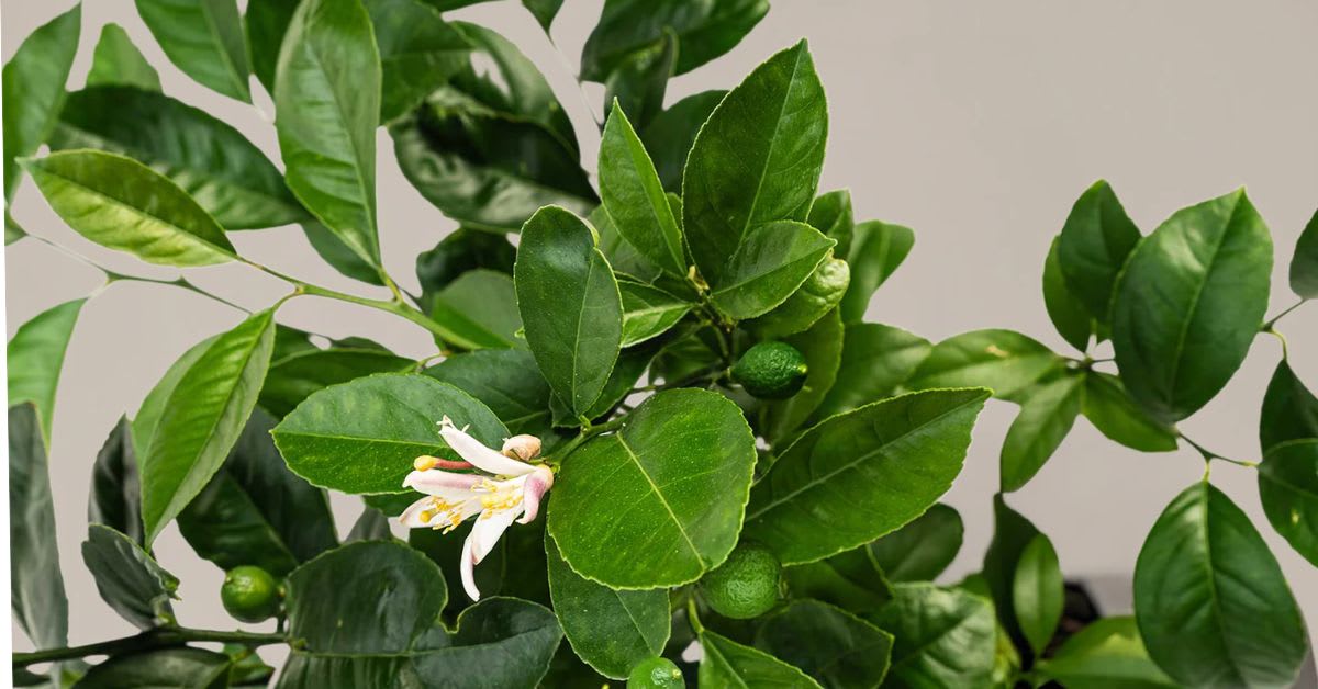 The Secret to Its Glossy Green Leaves
