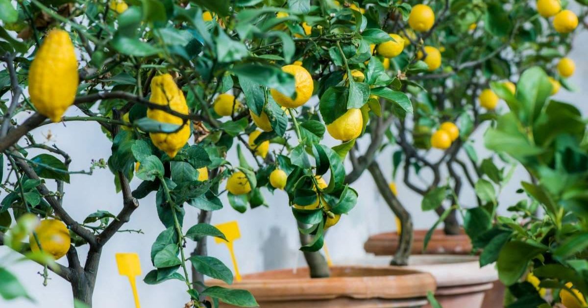 Compact Size Makes It Perfect for Indoors