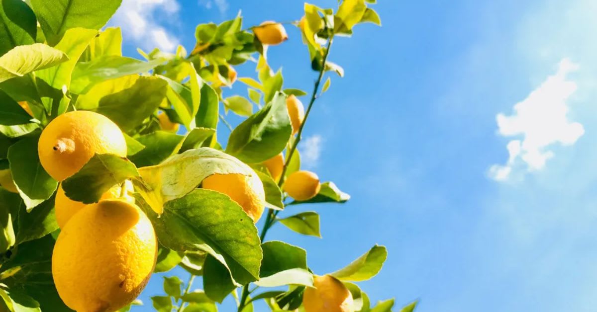 Meyer Lemon Tree Brings Positivity and Fresh Vibes