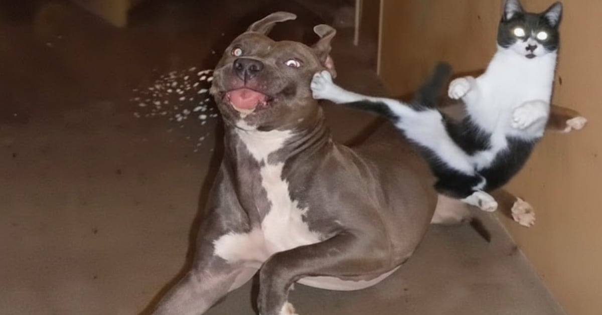 Soft playful fights