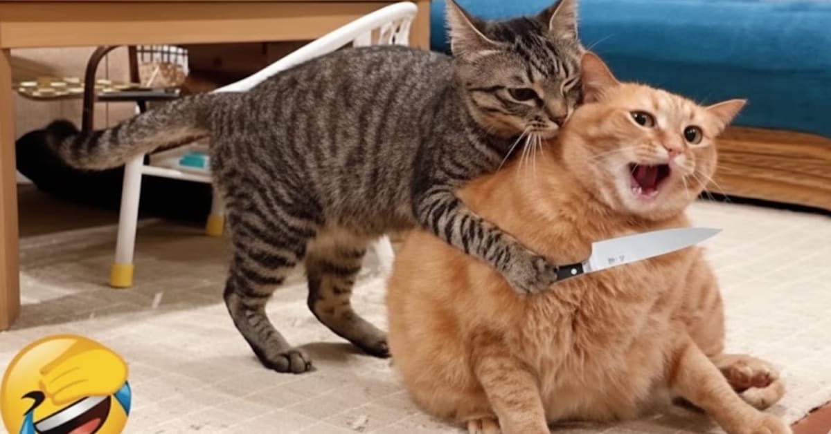 Lively fights with siblings