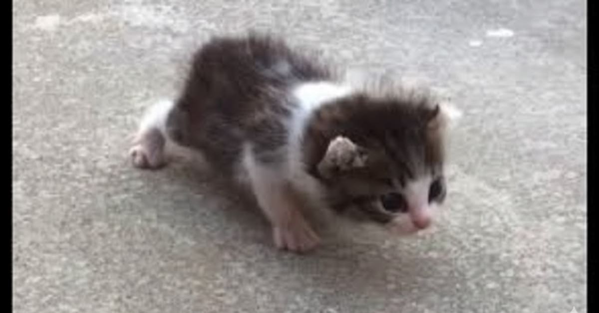The first steps of little paws