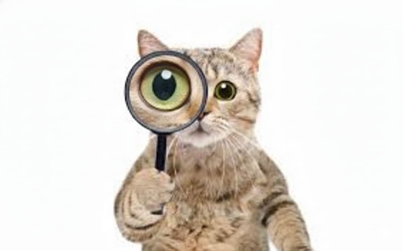Curious eyes full of wonder
