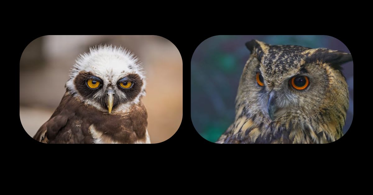 An Owl Staring Without Blinking