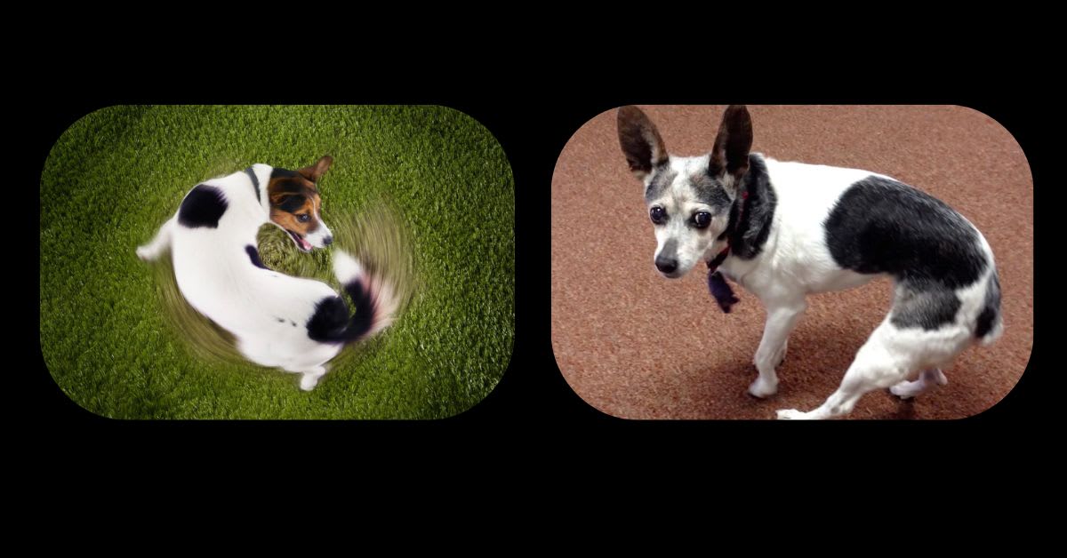 A Dog Spinning Before Sitting