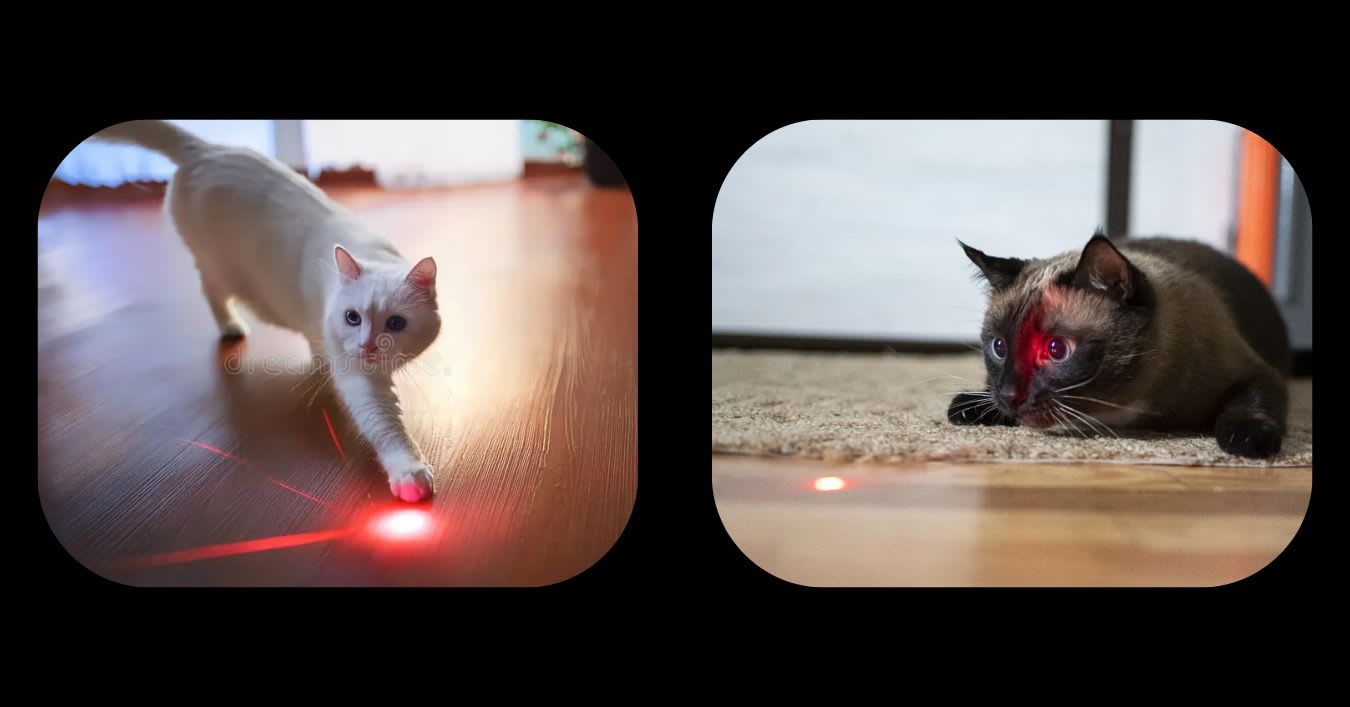 A Cat Chasing a Laser Dot