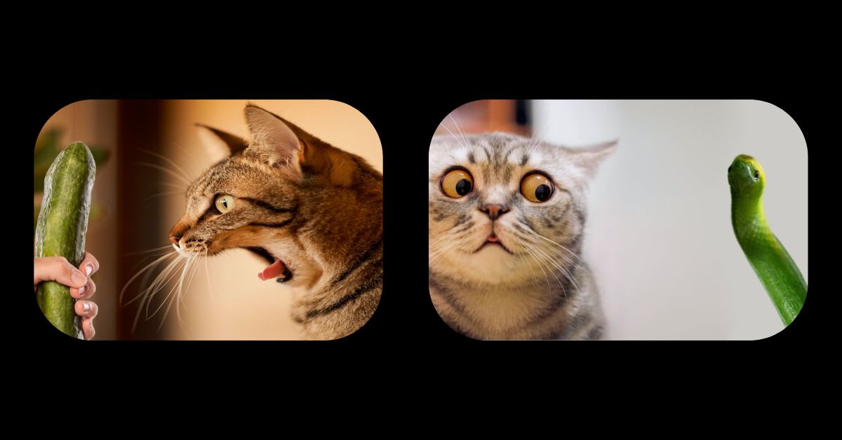 A Cat Being Terrified of a Cucumber
