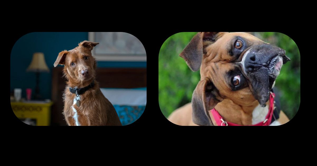 A Dog Tilting Its Head