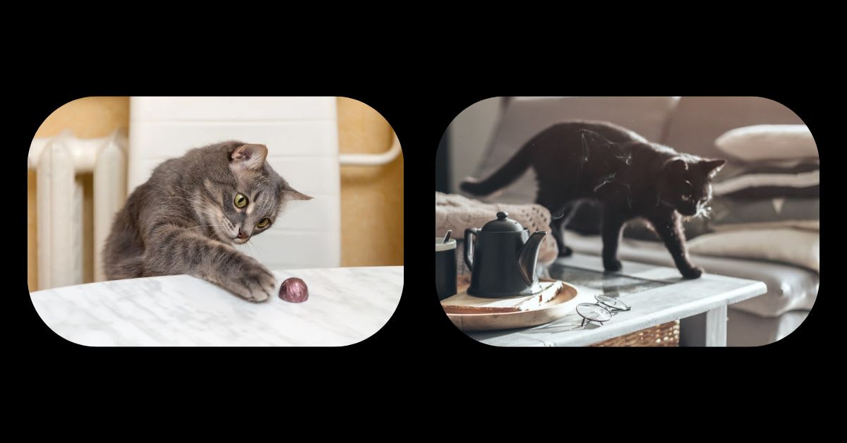 A Cat Pushing Objects off a Table