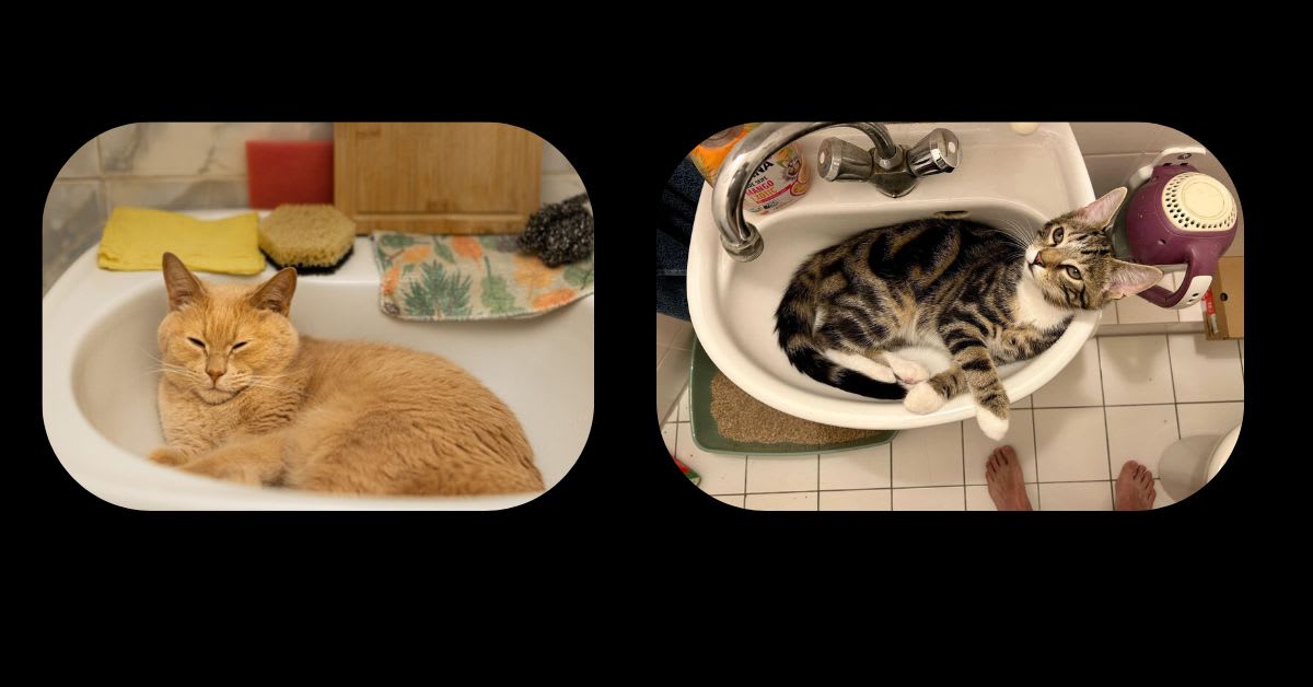 A Cat Sleeping in a Sink