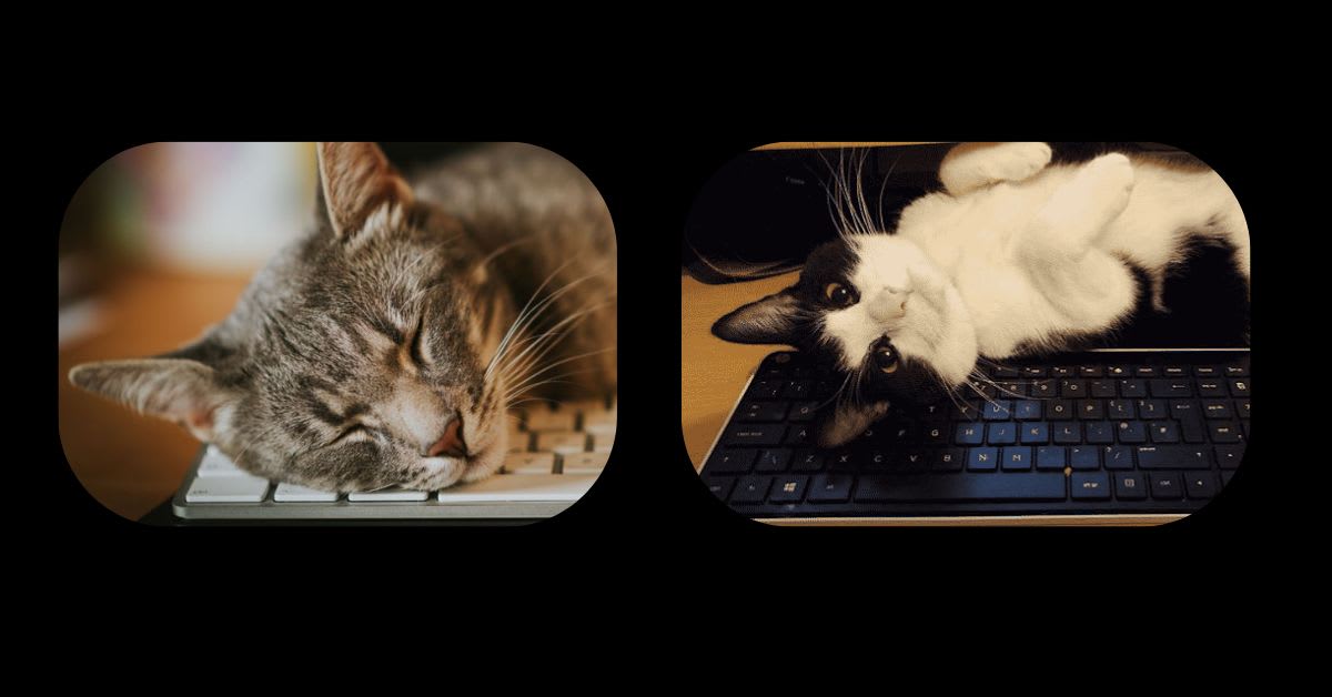A Cat Sitting on a Laptop Keyboard