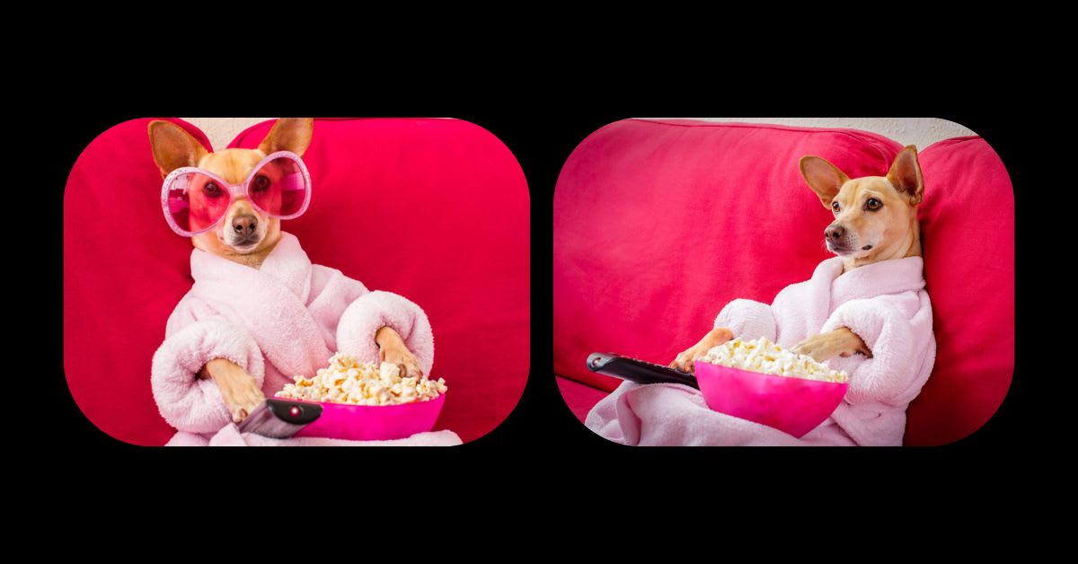 A Dog Watching Television with Focus