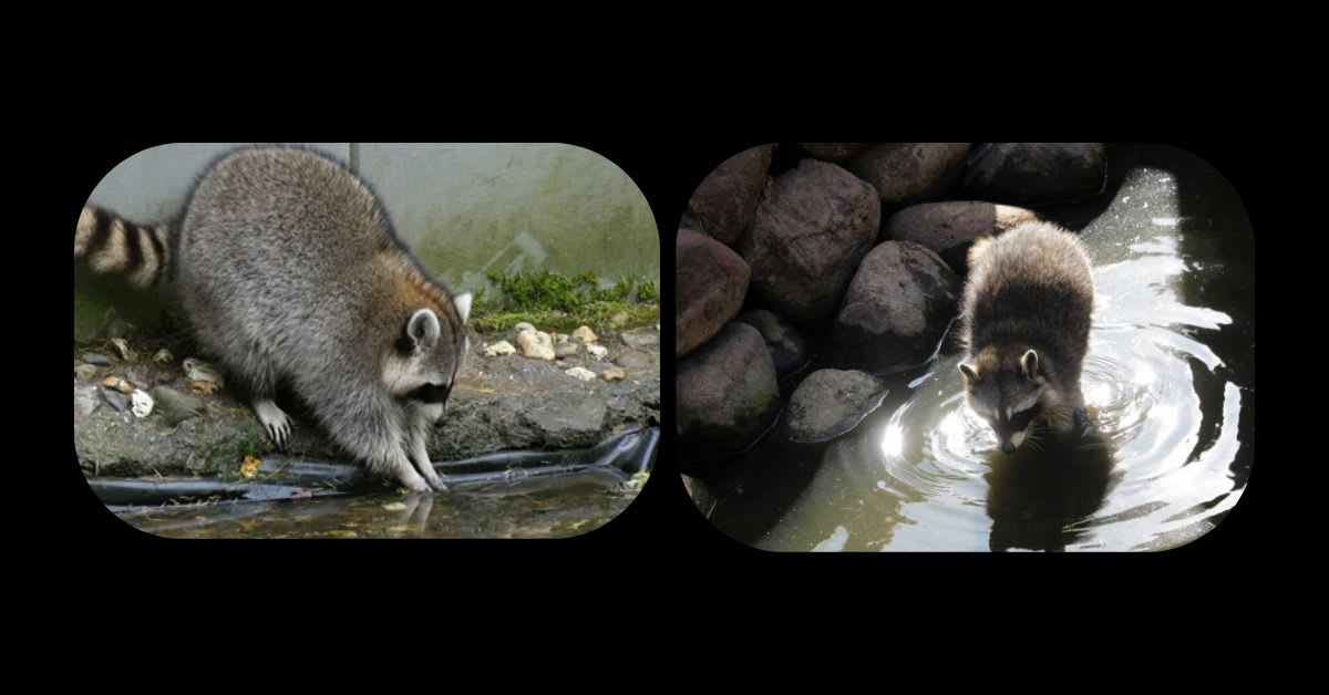 A Raccoon Washing Its Food