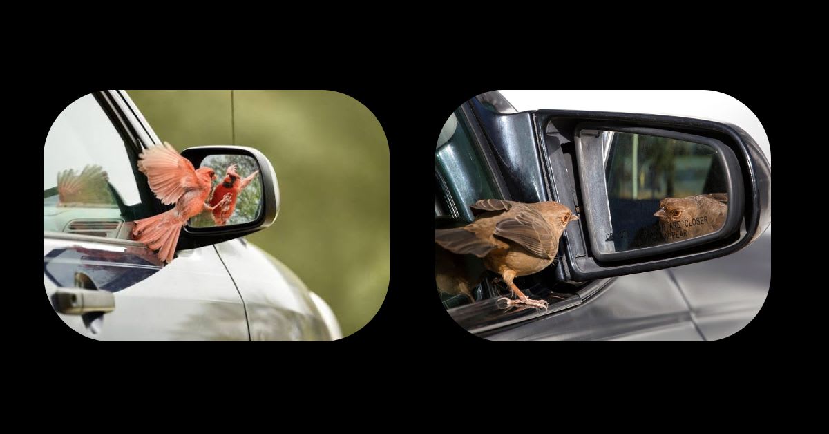 A Bird Attacking a Car Mirror