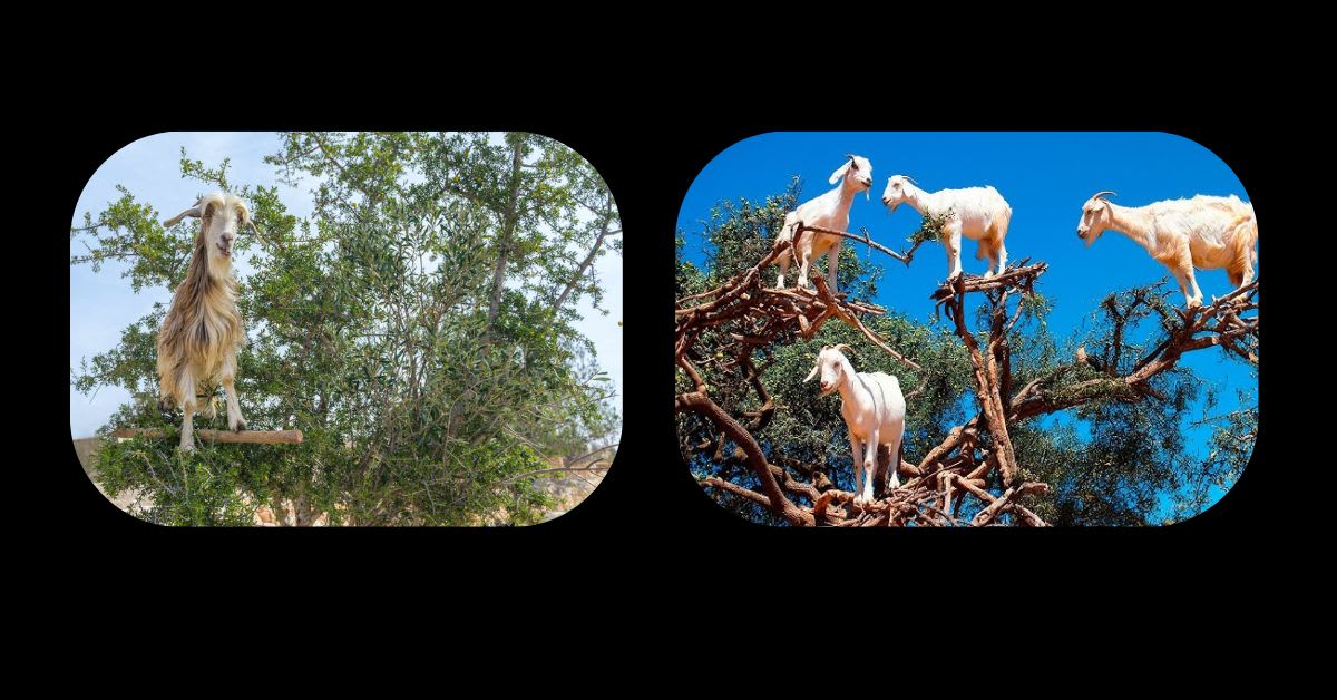 A Goat Standing on a Tree