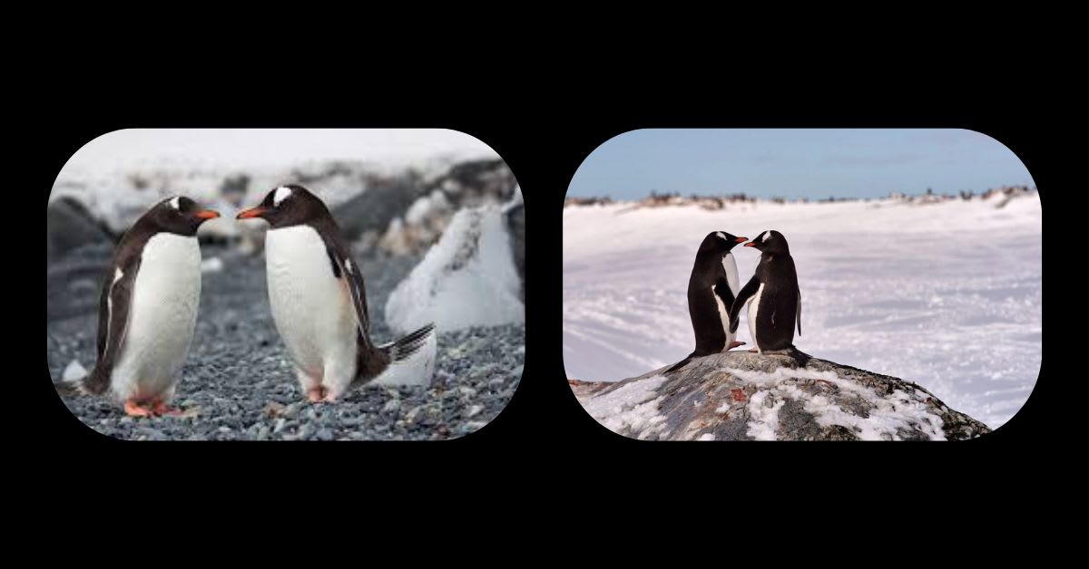 A Penguin Proposing with a Stone