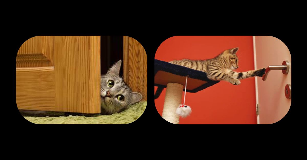 A Cat Meowing at a Wall