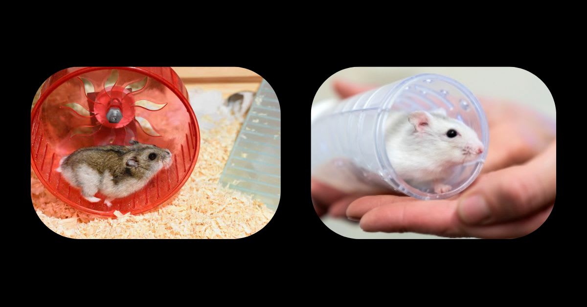 A Hamster Running All Night