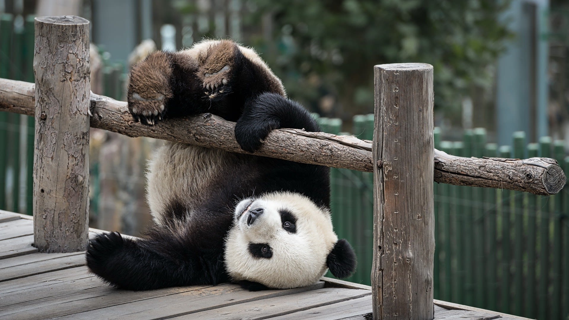 Upside-down panda