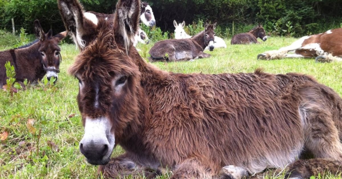Relaxing donkey