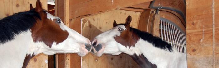 Horse that looks at itself in the mirror