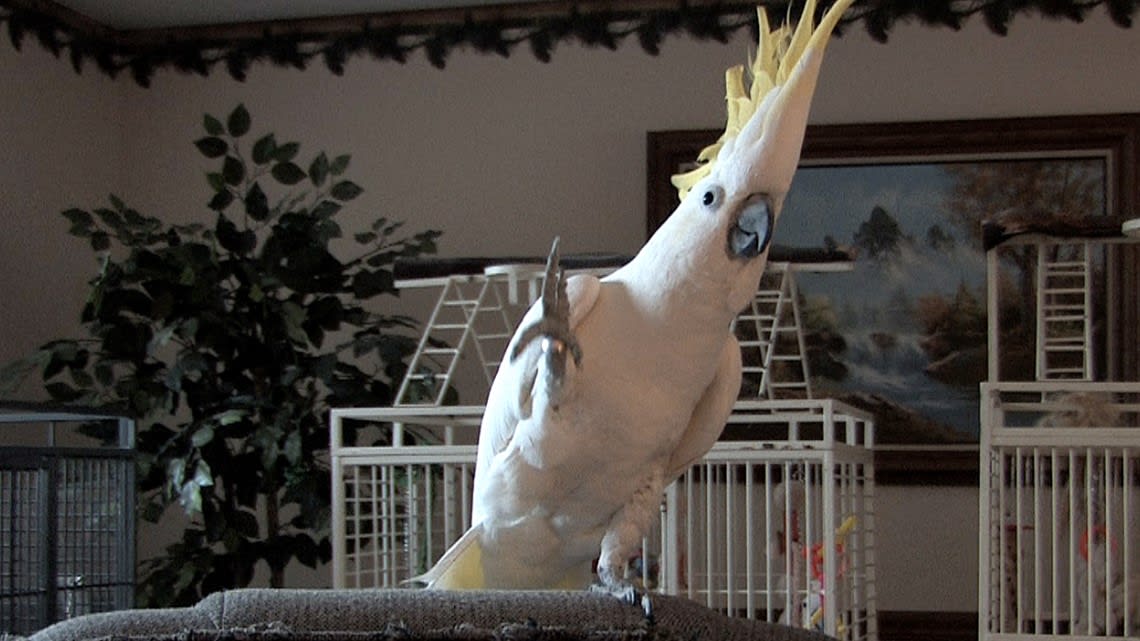 The dancing parrot