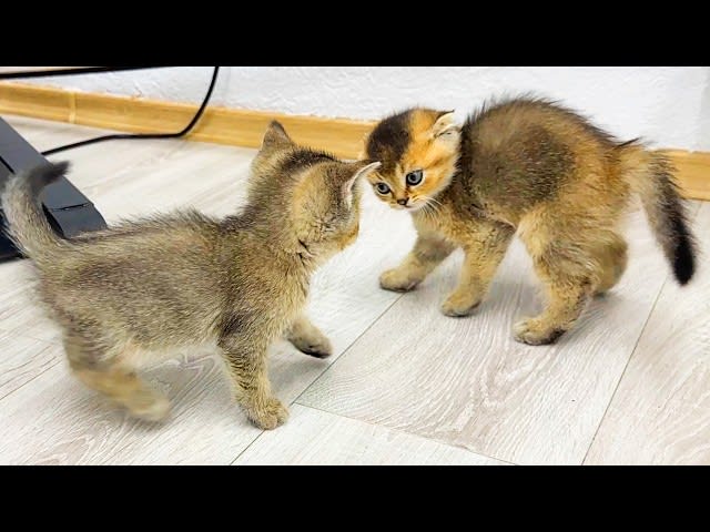 The baby cat fighting with itself.