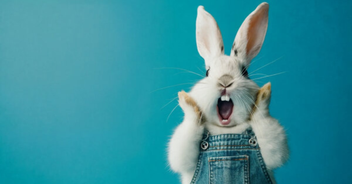 Startled rabbit