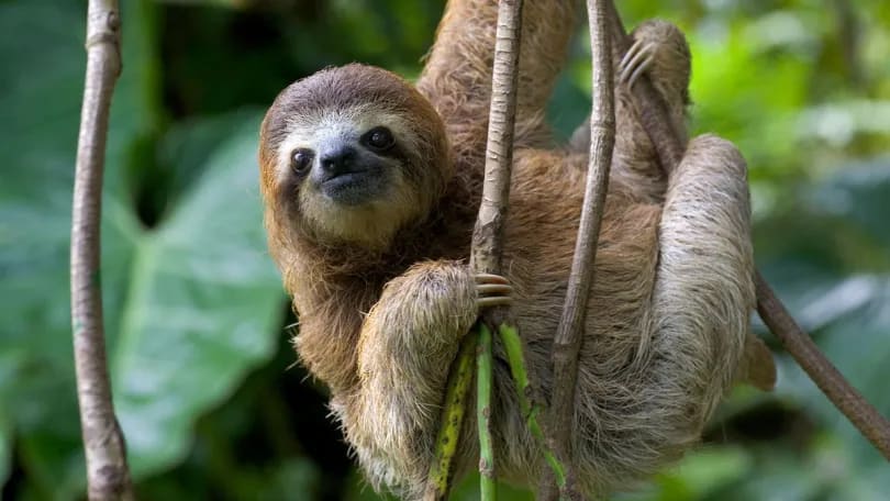 Sloth that makes strange poses