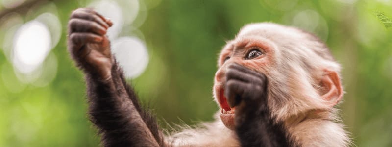 Common swearing monkey