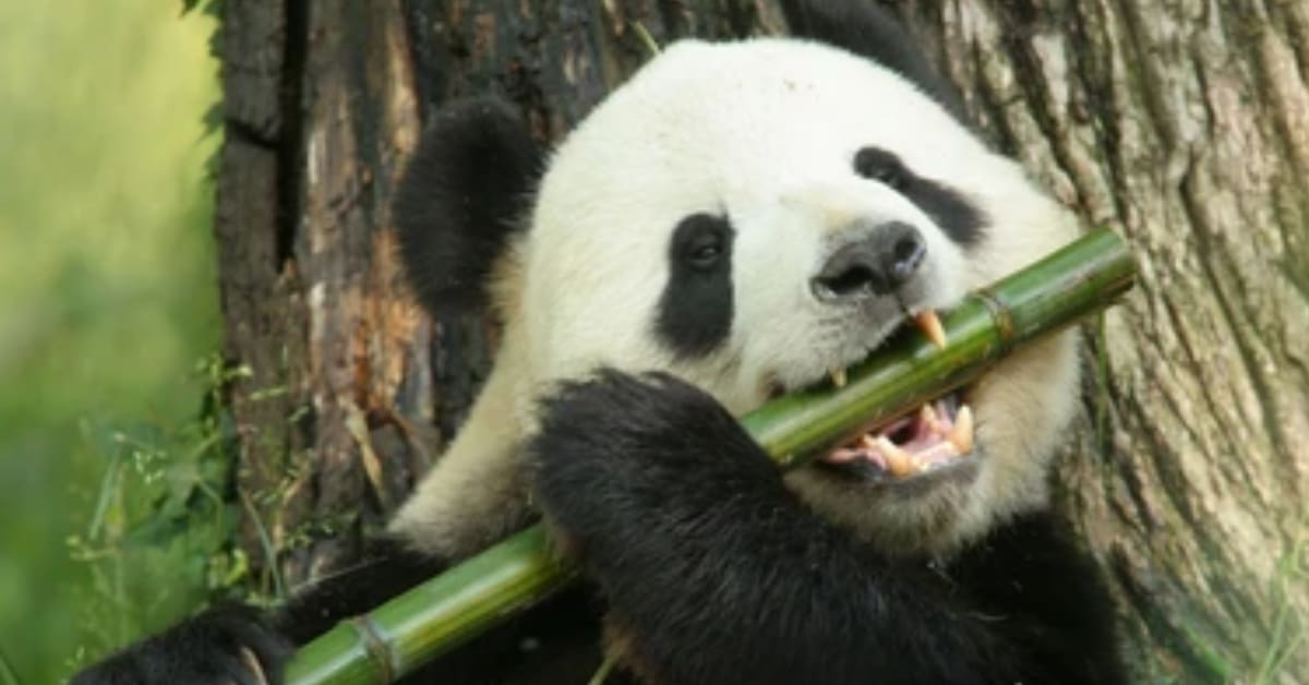 Panda eating in a strange way