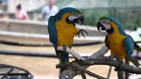 Naughty parrot