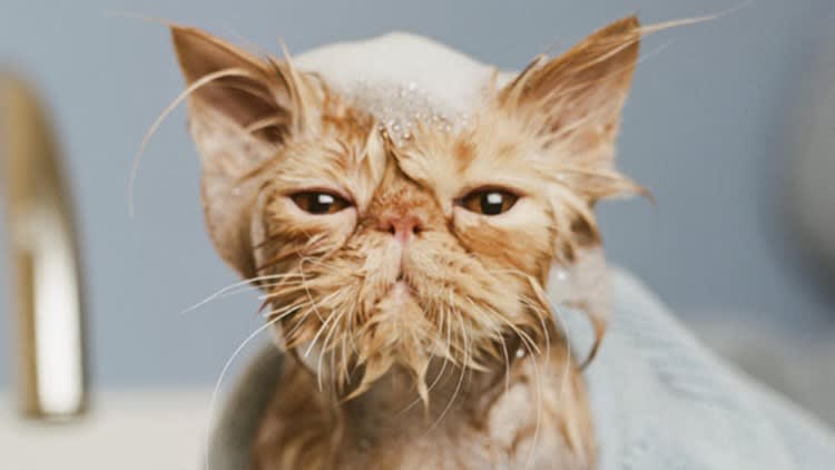 Cat afraid of water.