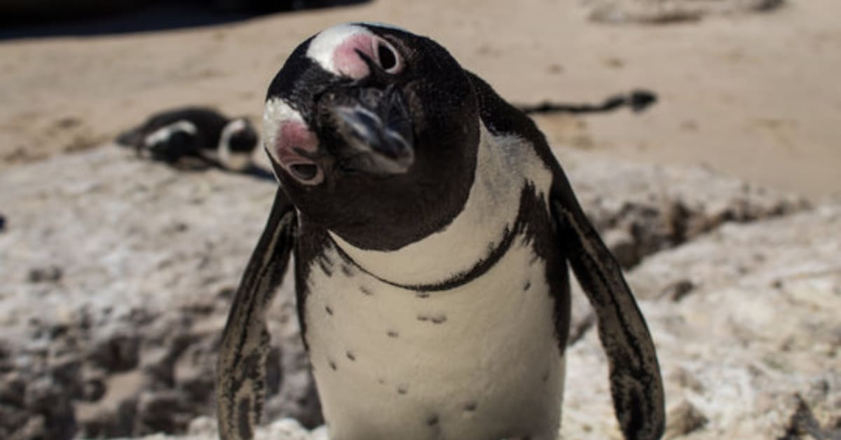 Penguin with a random face