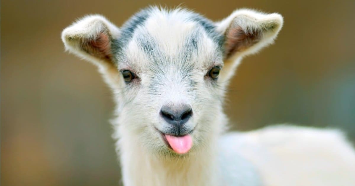 Goat that makes strange sounds