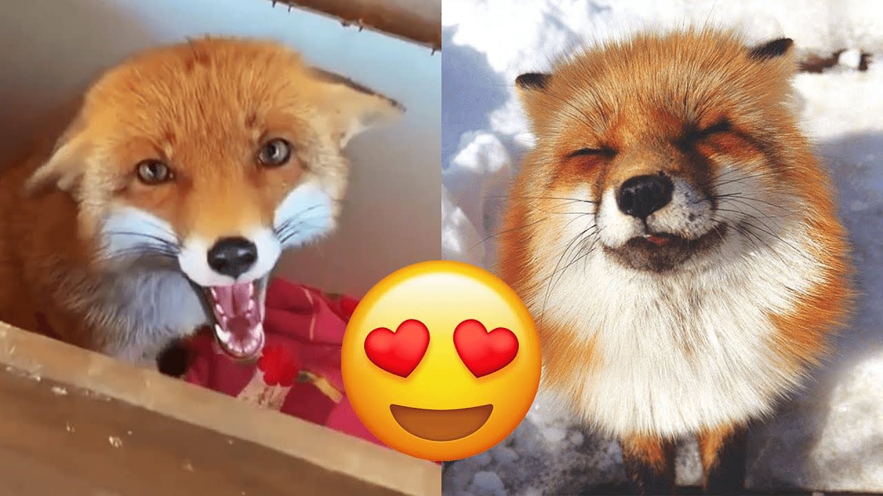 Shy but funny fox